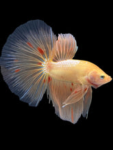 Load image into Gallery viewer, Male Halfmoon - Vanda #2054 - Live Betta Fish
