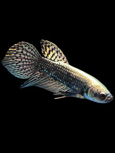 Male Alien - Copper Gold #2054 - Live Betta Fish