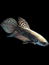 Load image into Gallery viewer, Male Alien - Copper Gold #2054 - Live Betta Fish
