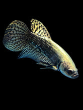 Load image into Gallery viewer, Male Alien - Copper Gold #2054 - Live Betta Fish
