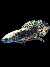 Load image into Gallery viewer, Male Alien - Copper Gold #2054 - Live Betta Fish

