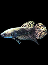 Load image into Gallery viewer, Male Alien - Copper Gold #2054 - Live Betta Fish

