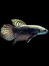 Load image into Gallery viewer, Male Alien - Copper Gold #2054 - Live Betta Fish

