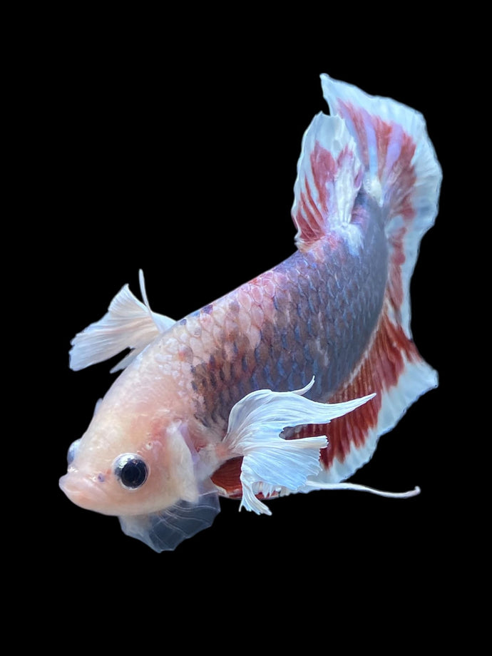 GIANT Male Halfmoon Plakat - Dumbo #2055 - Live Betta Fish