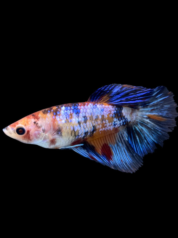 TOP GRADE Female Halfmoon - Multicolor #2056 - Live Betta Fish