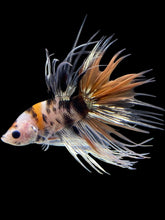 Load image into Gallery viewer, Male Crowntail - Candy Copper #2057 - Live Betta Fish
