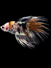 Load image into Gallery viewer, Male Crowntail - Candy Copper #2057 - Live Betta Fish
