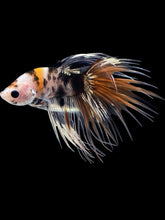 Load image into Gallery viewer, Male Crowntail - Candy Copper #2057 - Live Betta Fish
