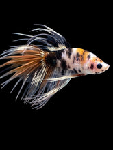 Load image into Gallery viewer, Male Crowntail - Candy Copper #2057 - Live Betta Fish
