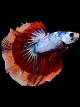 Load image into Gallery viewer, Male Halfmoon - Galaxy #2058 - Live Betta Fish
