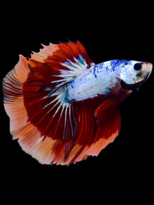 Male Halfmoon - Galaxy #2058 - Live Betta Fish
