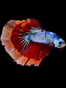 Male Halfmoon - Galaxy #2058 - Live Betta Fish