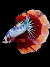 Load image into Gallery viewer, Male Halfmoon - Galaxy #2058 - Live Betta Fish
