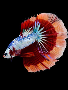 Male Halfmoon - Galaxy #2058 - Live Betta Fish