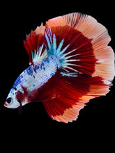 Load image into Gallery viewer, Male Halfmoon - Galaxy #2058 - Live Betta Fish
