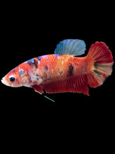 Load image into Gallery viewer, GIANT Female Halfmoon Plakat - Galaxy #2058 Live Betta Fish
