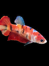 Load image into Gallery viewer, GIANT Female Halfmoon Plakat - Galaxy #2058 Live Betta Fish
