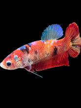 Load image into Gallery viewer, GIANT Female Halfmoon Plakat - Galaxy #2058 Live Betta Fish
