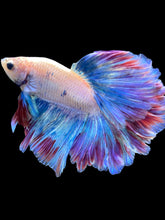 Load image into Gallery viewer, Male Rosetail - Two Tone #2059 - Live Betta Fish
