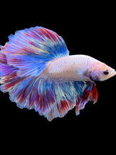 Load image into Gallery viewer, Male Rosetail - Two Tone #2059 - Live Betta Fish
