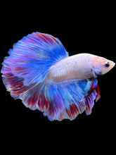Load image into Gallery viewer, Male Rosetail - Two Tone #2059 - Live Betta Fish

