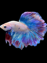 Load image into Gallery viewer, Male Rosetail - Two Tone #2059 - Live Betta Fish
