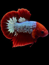 Load image into Gallery viewer, Male Halfmoon Plakat - Red FCCP #2060 - Live Betta Fish
