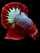Load image into Gallery viewer, Male Halfmoon Plakat - Red FCCP #2060 - Live Betta Fish
