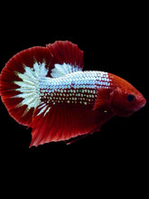 Load image into Gallery viewer, Male Halfmoon Plakat - Red FCCP #2060 - Live Betta Fish
