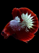 Load image into Gallery viewer, Male Halfmoon Plakat - Red FCCP #2060 - Live Betta Fish
