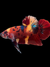 Load image into Gallery viewer, GIANT Male Halfmoon Plakat - Galaxy #2060 - Live Betta Fish
