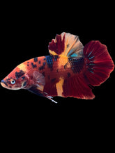 Load image into Gallery viewer, GIANT Male Halfmoon Plakat - Galaxy #2060 - Live Betta Fish
