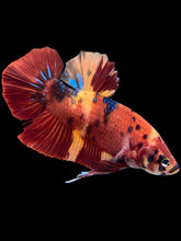 Load image into Gallery viewer, GIANT Male Halfmoon Plakat - Galaxy #2060 - Live Betta Fish
