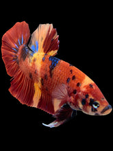 Load image into Gallery viewer, GIANT Male Halfmoon Plakat - Galaxy #2060 - Live Betta Fish
