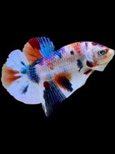 Load image into Gallery viewer, Male Halfmoon Plakat - Candy Metallic #2061 - Live Betta Fish
