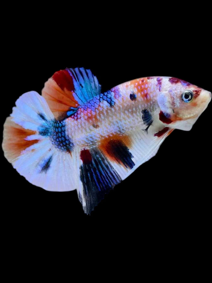 Male Halfmoon Plakat - Candy Metallic #2061 - Live Betta Fish
