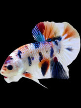Load image into Gallery viewer, Male Halfmoon Plakat - Candy Metallic #2061 - Live Betta Fish
