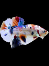 Load image into Gallery viewer, Male Halfmoon Plakat - Candy Metallic #2061 - Live Betta Fish
