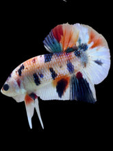 Load image into Gallery viewer, Male Halfmoon Plakat - Candy Metallic #2061 - Live Betta Fish
