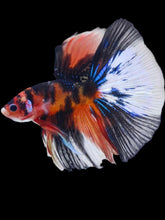 Load image into Gallery viewer, Male Halfmoon - Galaxy #2063 - Live Betta Fish
