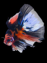 Load image into Gallery viewer, Male Halfmoon - Galaxy #2063 - Live Betta Fish
