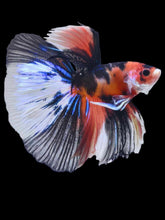 Load image into Gallery viewer, Male Halfmoon - Galaxy #2063 - Live Betta Fish
