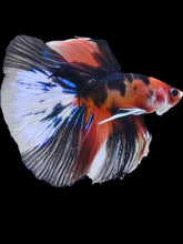 Load image into Gallery viewer, Male Halfmoon - Galaxy #2063 - Live Betta Fish
