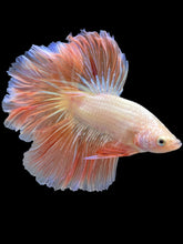 Load image into Gallery viewer, Male Rosetail - Pink/Peach #2064 - Live Betta Fish
