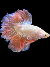 Load image into Gallery viewer, Male Rosetail - Pink/Peach #2064 - Live Betta Fish
