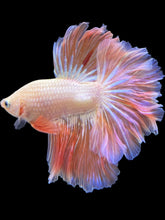 Load image into Gallery viewer, Male Rosetail - Pink/Peach #2064 - Live Betta Fish
