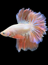 Load image into Gallery viewer, Male Rosetail - Pink/Peach #2064 - Live Betta Fish

