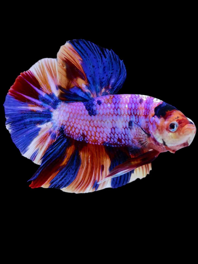GIANT Male Halfmoon Plakat - Purple Unicorn #2066 - Live Betta Fish