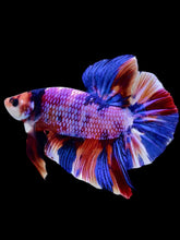 Load image into Gallery viewer, GIANT Male Halfmoon Plakat - Purple Unicorn #2066 - Live Betta Fish
