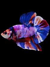 Load image into Gallery viewer, GIANT Male Halfmoon Plakat - Purple Unicorn #2066 - Live Betta Fish
